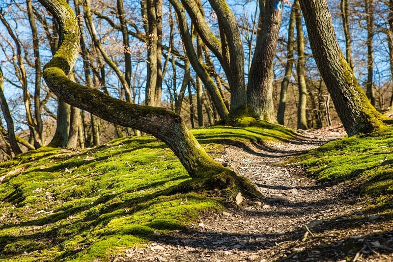Navigating Trails